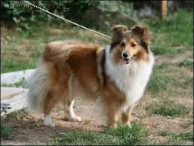 Ce petit chien est un...