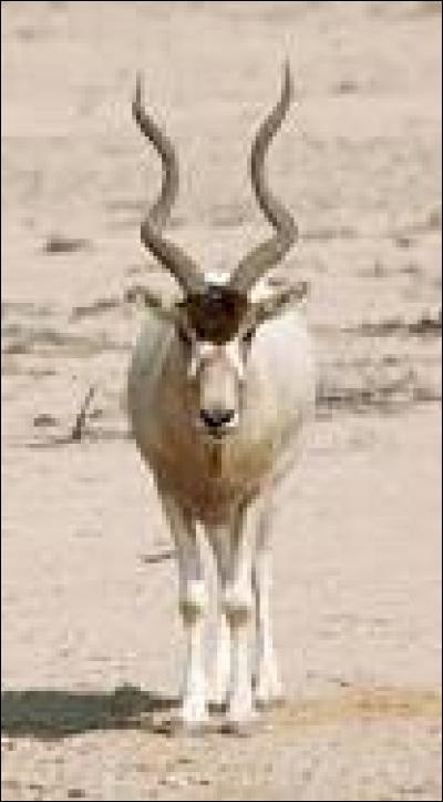 L'addax est une sorte d'antilopes appartenant à la famille des bovidés. 
On l'appelle aussi "antilope à nez tacheté". Et tout le monde sait qu'il est herbivore.