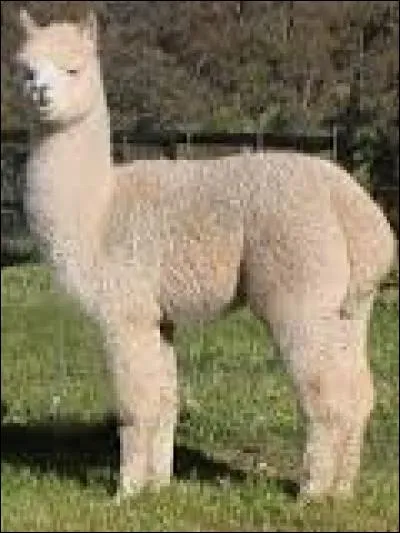 L'alpaga fait partie de la famille des camélidés. Les camélidés sont des mammifères artiodactyles. On le confond souvent avec un lama. Et, il est herbivore.