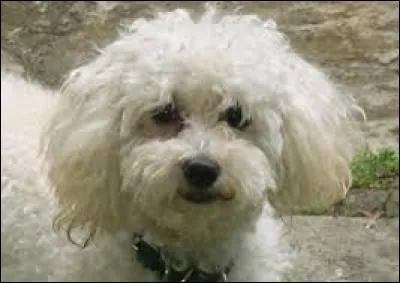 Vrai ou faux ?
Le caniche est un chien et non un chat. C'est une espèce de petite taille.