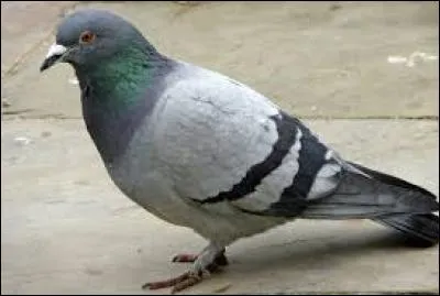 Vrai ou faux ?
Le pigeon voit plus de couleurs que l'être humain.