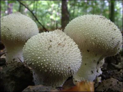 La vesse-de-loup, également appelée "pet-de-loup", est un champignon qui dégage une fumée brune ou noire. Qu'est-ce qu'une vesse ?
