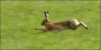 Pour trouver la bonne réponse, il ne vous servira à rien de courir, partez plutôt à point !