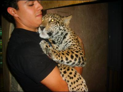 Regardez bien ces trois photos ci-dessous et cliquez sur celle qui vous propose un jaguar !