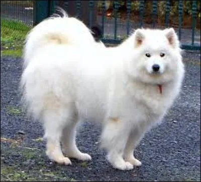 Jusqu'&agrave; combien un samoy&egrave;de femelle peut-elle mesurer ?