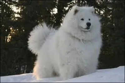 D'o&ugrave; viennent les samoy&egrave;des ?