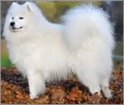 Quel est le poids d'un samoy&egrave;de en moyenne ?