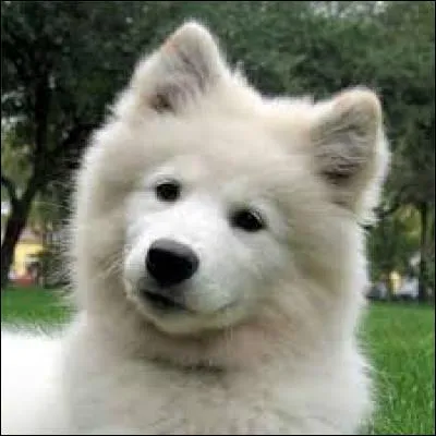 De quelle couleur sont leur yeux ?