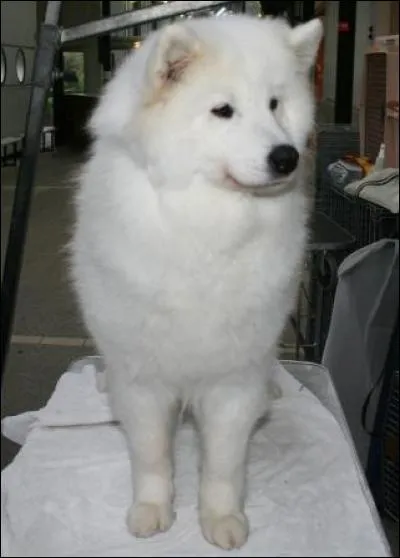 Les samoy&egrave;des aiment-ils les enfants ?