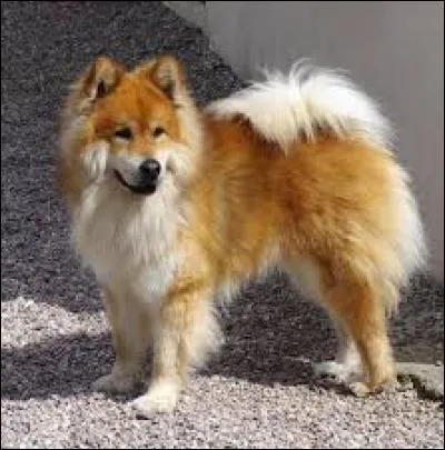 Le samoy&egrave;de ne peut &ecirc;tre que blanc !