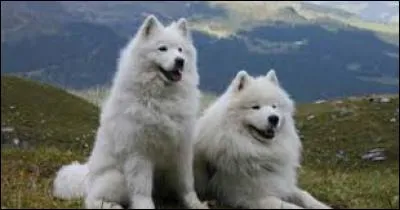 Ce sont des chiens...