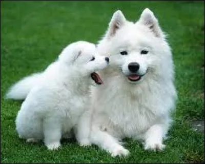 Combien de fois faut-il brosser le samoy&egrave;de ?