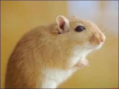 Quel animal y a-t-il à la question 5 ?