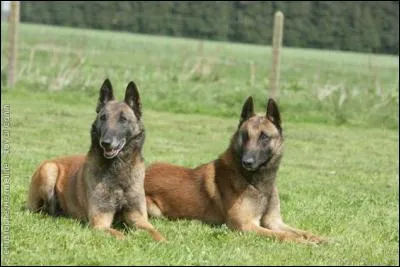 IL s'appelle Thor, c'est un chien malinois. Qu'a-t-il de particulier ?