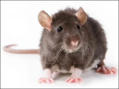 C'est une maladie infectieuse transmise par la morsure ou la griffure du rat.