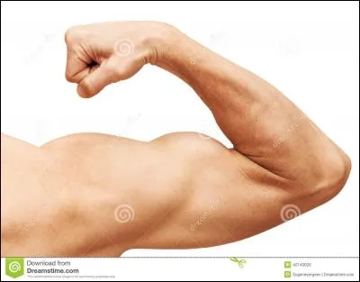 Où se trouve l'os radius ?