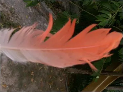 Quelle est cette plume ?