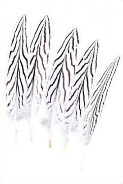 Quelle est cette plume ?
