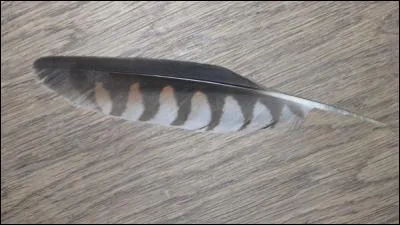 Quelle est cette plume ?