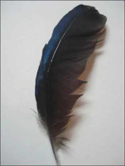 Quelle est cette plume ?