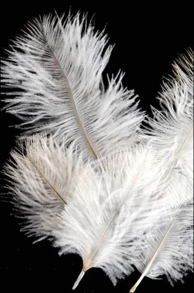 Quelle est cette plume ?