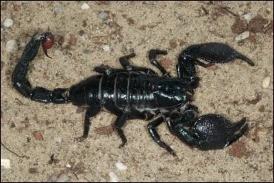 L'empereur tropical (scorpion) mesure 25 cm.