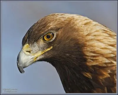 L'aigle est l'oiseau qui voit le mieux.