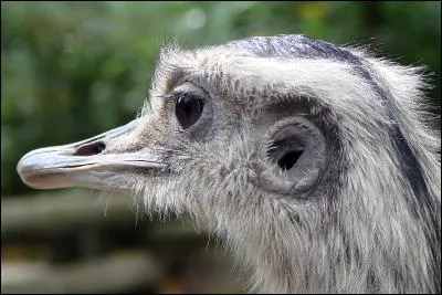 Le Nandou est un coureur, non un volatile.