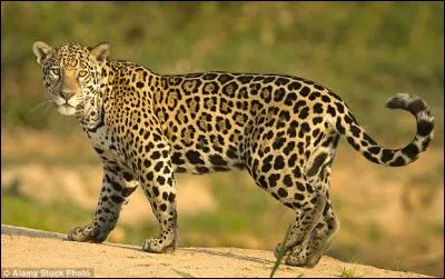 Le jaguar est un bon nageur .