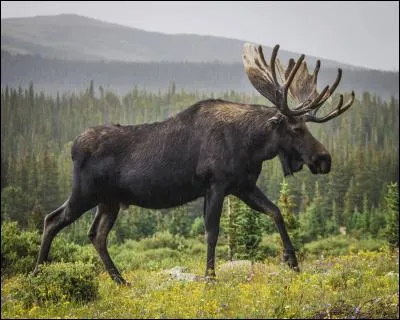 Les bois de l'élan pèsent 47 kg.