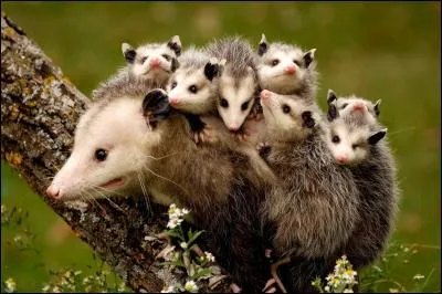 L'opossum peut faire sembler de mourir.