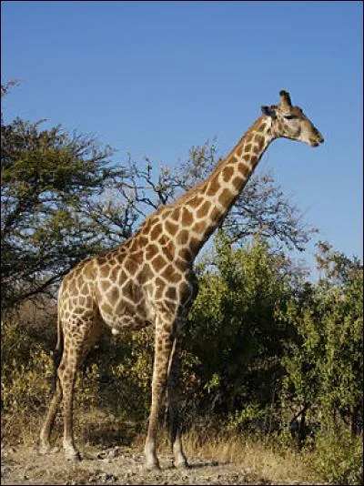 La girafe peut être albinos.