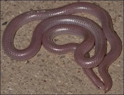 Le serpent filiforme est le plus petit serpent du monde.