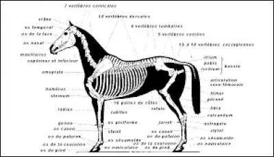Les membres avant du cheval s'appellent...