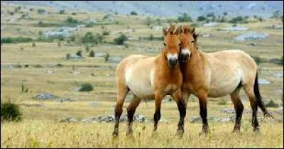 Le cheval appartient à la famille des...