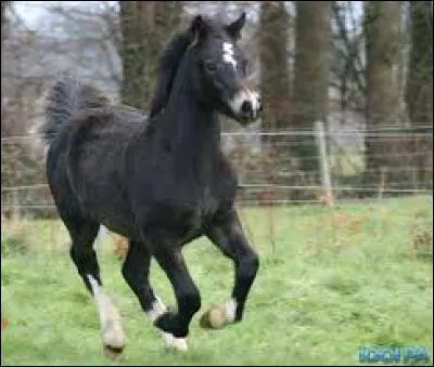 Quelle est la race de ce poney ?