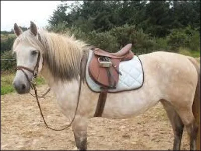 Pour monter un cheval, il doit...