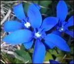 Quelle est cette fleur ?