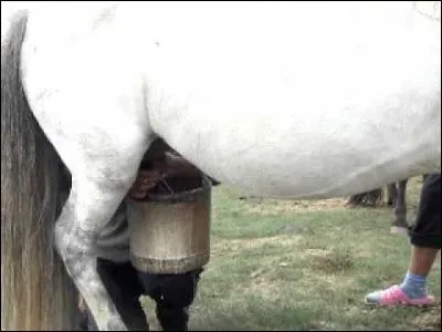 Si je vous sers un koumys au lait de jument, qu'allez-vous absorber ?