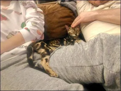 Comment s'appelle le nouveau petit chat de Squeezie ?