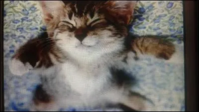 Combien de temps un chat dort-il par jour ?