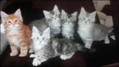 Combien de chatons une chatte peut-elle avoir en une portée ?