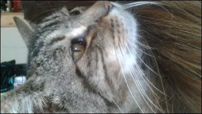 Pourquoi un chat ronronne-t-il ?