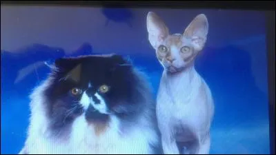 Combien existe-t-il de races de chat ?