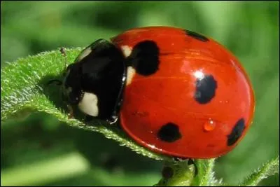 De quelle couleur sont les points des coccinelles ?
