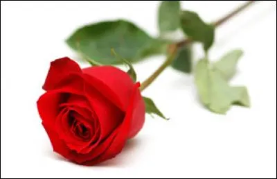 Quelle est cette fleur ?