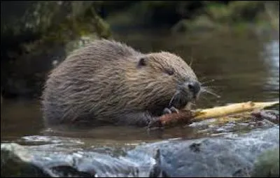 Reconnais-tu ce petit mammifère ?
