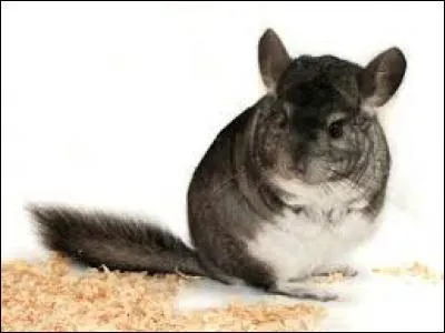 Reconnais-tu ce petit mammifère ?