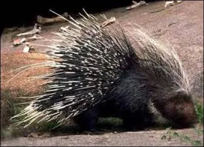 Reconnais-tu ce petit mammifère ?