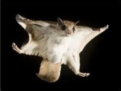 Reconnais-tu ce petit mammifère ?